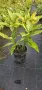 Аукуба/Aucuba japonica, снимка 2