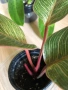 Philodendron Pink Birkin , снимка 2