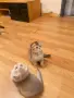 🐾 Чистокръвни котенца Scottish Fold – Golden & Silver 🐾, снимка 8