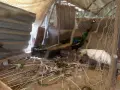 Пауни 4 годишни, снимка 3