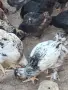 Домашни кокошки, снимка 3