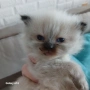 Коте Регдол, снимка 4