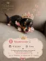 Мини Чихуахуа късокосмето 
, снимка 4