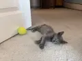 Коте - 2 месеца, снимка 3