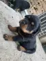 🐶 Свободни са 2 женски и 1 мъжко кученце. с по 1 ваксина, снимка 8