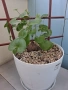 Сукуленти само за ценители, снимка 8