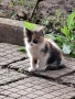 Подарявам котета, снимка 1