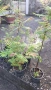 Продавам декоративен храст Сорбария (Sorbaria), снимка 2
