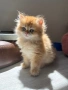 Британска чинчила , снимка 9