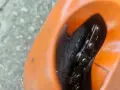 stihl комби система приставка резачка за клони , снимка 5