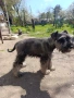 Цверг шнауцер, цвергшнауцер мини шнауцер, снимка 7