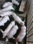 продавам малки прасета , снимка 3