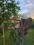 Самостоятелна къща с градина, в споделен двор, на 15 минути от Пловдкв, снимка 17