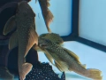 pleco, снимка 5