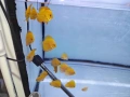 Дискуси, снимка 10