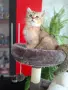 Британски и Шотландски котенца, снимка 3