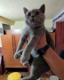 Момче британче😍, снимка 1