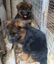 Женски немски овчарки с дълъг косъм, снимка 1