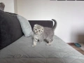 Шотландски/ британски котета , снимка 2