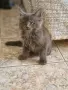 котенца Мейн Куун, снимка 5