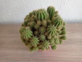 Кактус, снимка 5