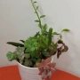 Сукуленти вкоренени микс, снимка 12