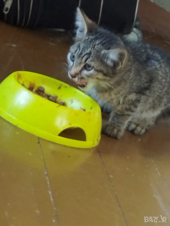 Подарявам котета , снимка 1