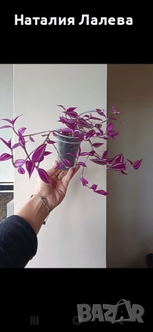 Традесканция, tradescantia Pink Paradise, снимка 2 - Стайни растения - 54560106