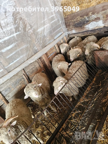 продавам агнета месодайни и плевенски 6 € на килограм