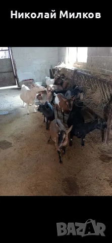 Продавам МИНИ КОЗИ