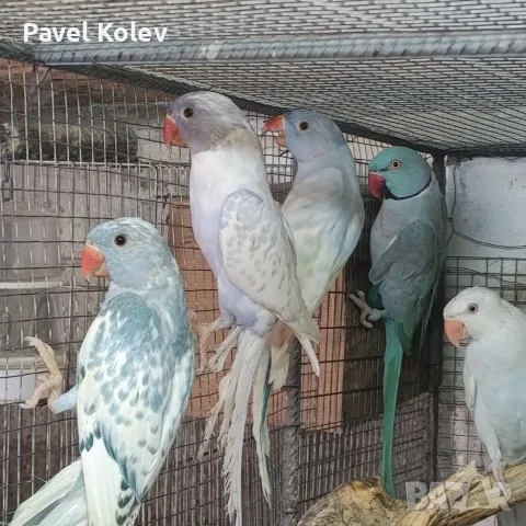 Различни видове птици , снимка 8 - Папагали - 55515067