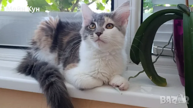 Женско коте Мейн кун, снимка 7 - Мейн кун - 55354403