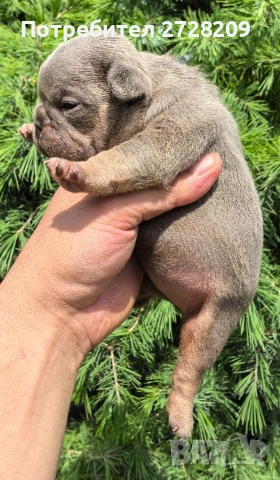 Френски булдог/French Bulldog , снимка 7 - Френски булдог - 54656690
