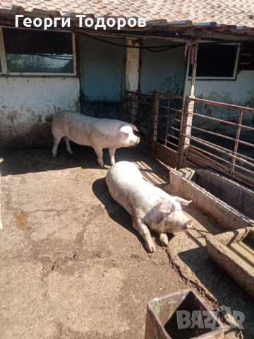 Прасета, снимка 2 - Прасета - 54333108