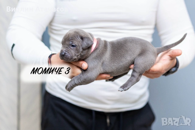 Продават се кученца Питбул Bluenose, снимка 6 - Питбул - 54348441