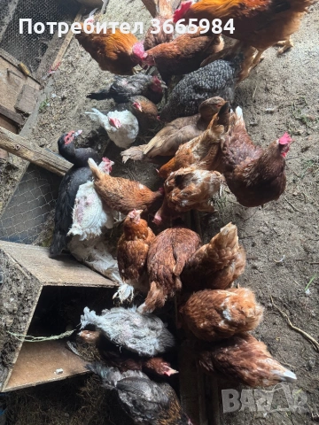 Продавам кокошки 3€ бр.
