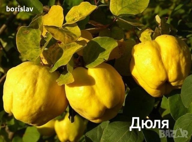Продавам плодни дръвчета - круши, сливи, ябълки, вишни и дюли, снимка 3 - Разсади - 48078965