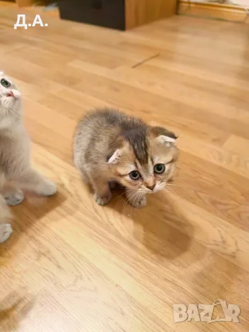 🐾 Чистокръвни котенца Scottish Fold – Golden & Silver 🐾, снимка 11 - Чинчили - 55353347