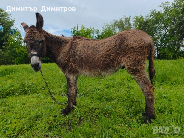 магаре , снимка 5 - Други - 54583791