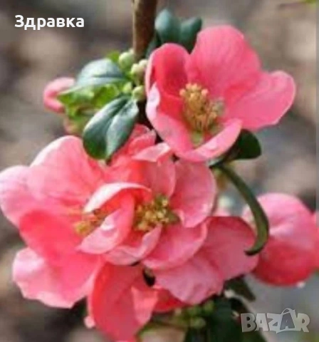Японска дюля , снимка 2 - Градински цветя и растения - 54420491