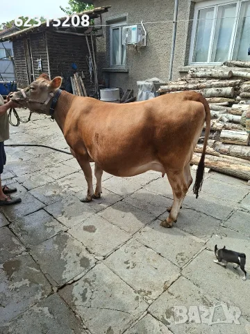 Юница "Джерсе". , снимка 12 - Крави - 55429311