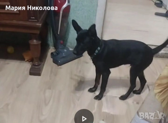 Сърнист черен пинчер на 4  месеца