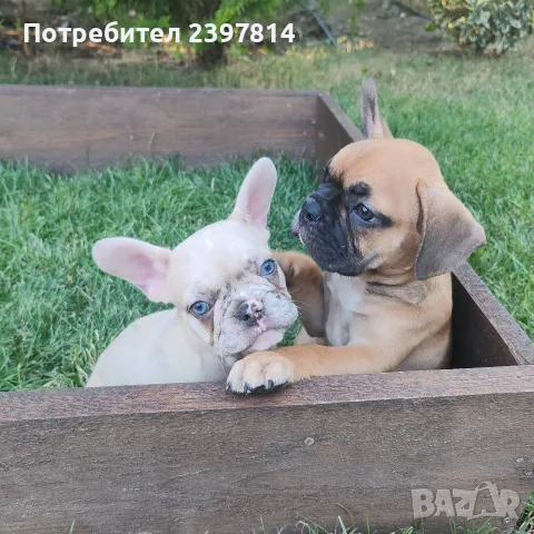 Френски булдог Женски , снимка 9 - Френски булдог - 55008762
