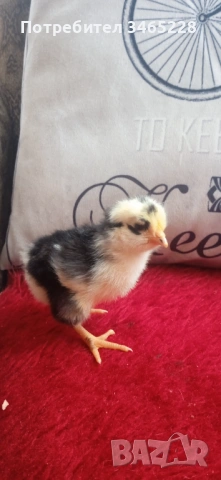 Пиленца Брама, Орпингтон, Легхорн,Шабо, снимка 5 - Кокошки и пуйки - 52882666