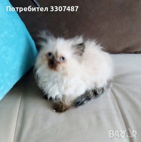 Коте Регдол, снимка 5 - Други - 54607291