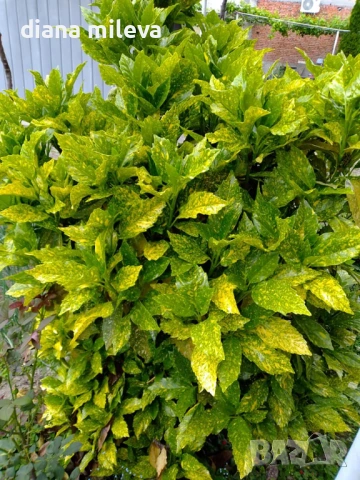 Аукуба Японика (Aucuba jap. Crotonifolia), снимка 5 - Градински цветя и растения - 54571224
