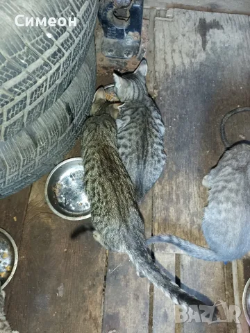 Подарявам котета , снимка 4 - Други - 55679067