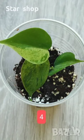 Филодендрон- Philodendron Hederaceum Variegata, снимка 4 - Стайни растения - 55295623