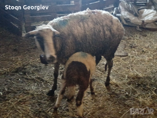 Овце с агнета, снимка 3 - Овце - 54277413