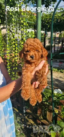 Пудел той женско 🎀